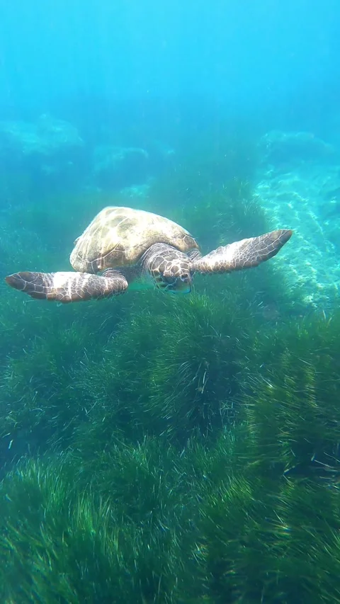 Loggerhead Sea Turtle Drifting Through Crystal Clear Kaminia Beach Waters Stock Footage 337507950
