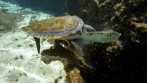 Loggerhead Sea Turtle Eating on Coral Reef Slow Motion Stock Footage 77106215