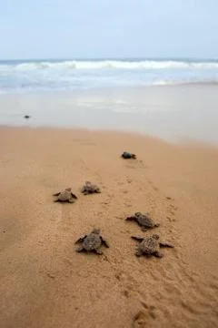 Loggerhead sea turtle emergence Stock Photos
