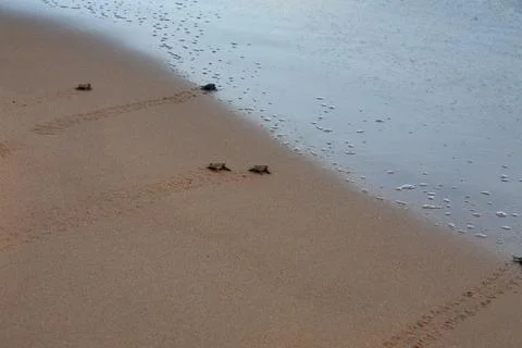 Loggerhead sea turtle emergence: the turtles emerge in a group and proceed to Foto stock