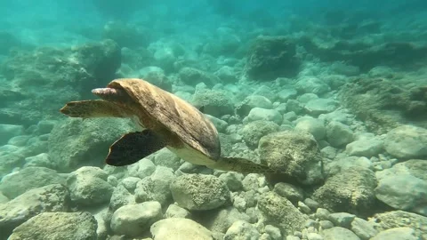 Loggerhead Sea Turtle Exploring Antisamos Beach Waters Kefalonia Greece Stock Footage 337984070
