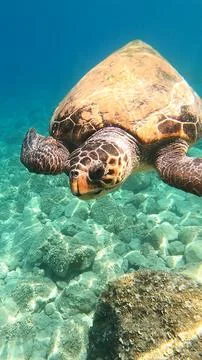 Loggerhead Sea Turtle Face to Face | Kefalonia Island, Greece Stock Photos