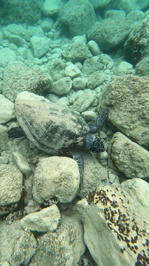 Loggerhead Sea Turtle Feeding in Petani Beach Kefalonia Greece Stock Footage 338037383