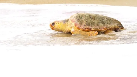 Loggerhead Sea Turtle Stock Footage 117951634