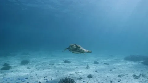 Loggerhead Sea Turtle Video stock 166931605