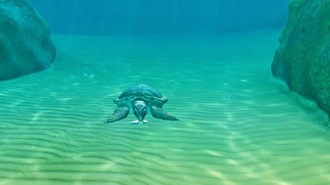 Loggerhead sea turtle Video stock 322545423
