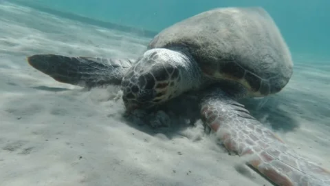 A loggerhead sea turtle forages for food Stock Footage 238775602
