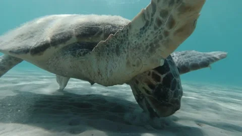 A loggerhead sea turtle forages for food Stock Footage 238775603