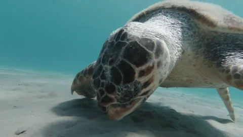 A loggerhead sea turtle forages for food Stock Footage 238779967