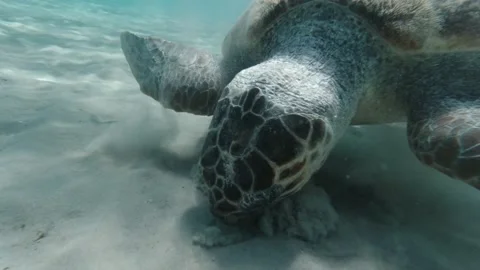 A loggerhead sea turtle forages for food Stock Footage 238780004
