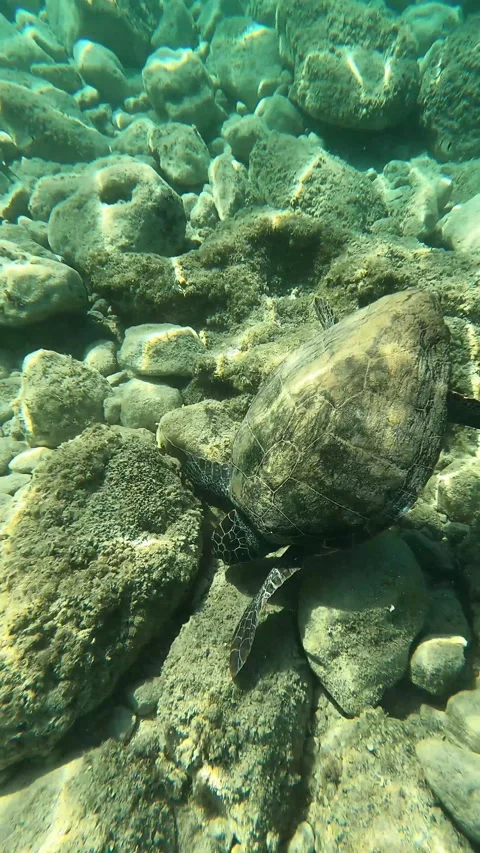 Loggerhead Sea Turtle Foraging for Food in Kefalonia Greece Stock Footage 337508894
