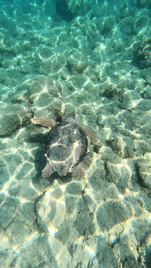 Loggerhead Sea Turtle Foraging for Food at Fteri Beach Kefalonia Greece Video stock 341804639