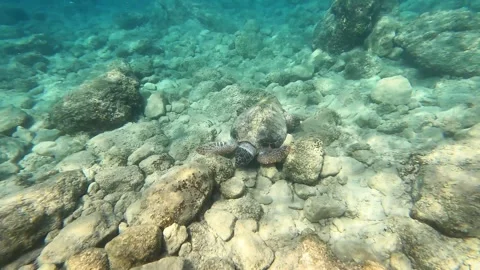 Loggerhead Sea Turtle Foraging for Food at Koroni Beach Kefalonia Greece Vidéo 345976437