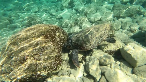Loggerhead Sea Turtle Foraging Near Poros Beach Kefalonia Greece Stock Footage 337508328