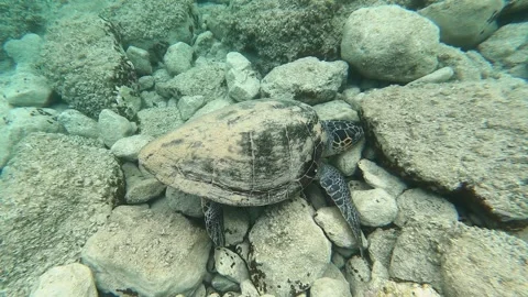 Loggerhead Sea Turtle Foraging on Rocky Seabed in Kefalonia Greece Stock Footage 338029581