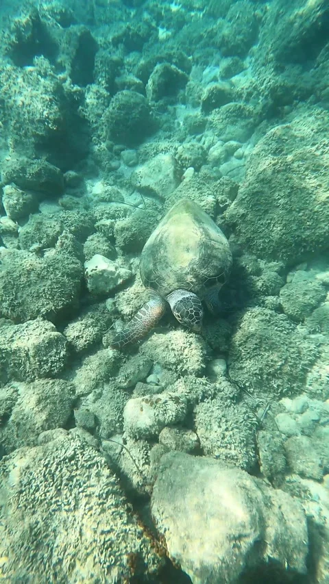 Loggerhead Sea Turtle Foraging In Spasmata Beach | Kefalonia Island, Greece Stock Footage 328952083