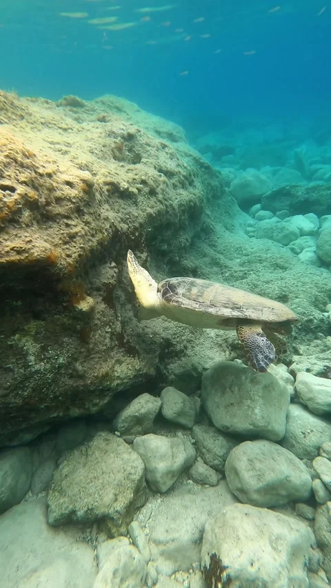 Loggerhead Sea Turtle Foraging Underwater at Ai Helis Beach Kefalonia Stock Footage 338037376