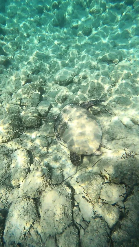 Loggerhead Sea Turtle Foraging Underwater at Myrtos Beach Kefalonia Greece Video stock 342030727