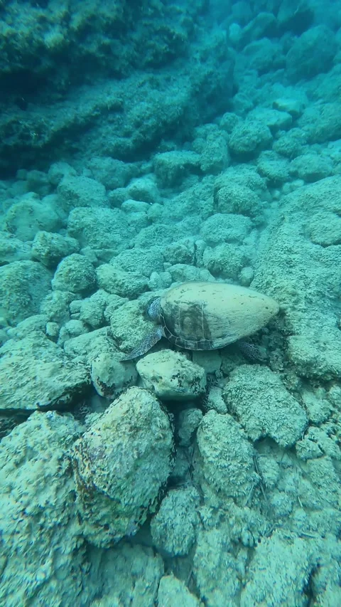 Loggerhead Sea Turtle Foraging Underwater at Myrtos Beach Kefalonia Greece Video stock 342344331