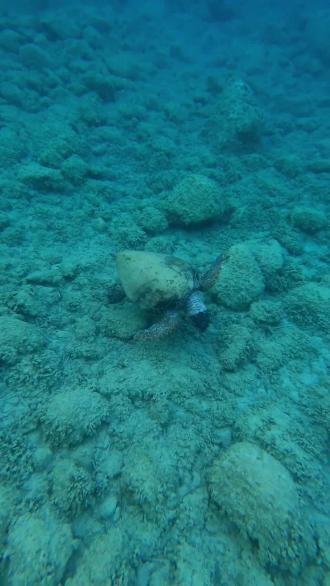 Loggerhead Sea Turtle Foraging Underwater at Myrtos Beach Kefalonia Greece Video stock 342346849