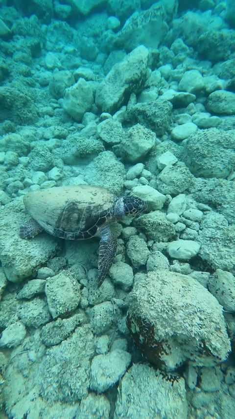 Loggerhead Sea Turtle Foraging Underwater at Myrtos Beach Kefalonia Greece Video stock 342371775