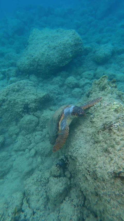 Loggerhead Sea Turtle Foraging Underwater at Myrtos Beach Kefalonia Greece Video stock 342867676