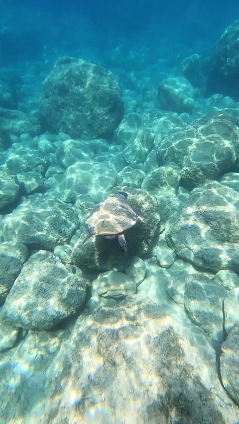 Loggerhead Sea Turtle Foraging Underwater at Kaminia Beach Kefalonia Greece Vidéo 344763916