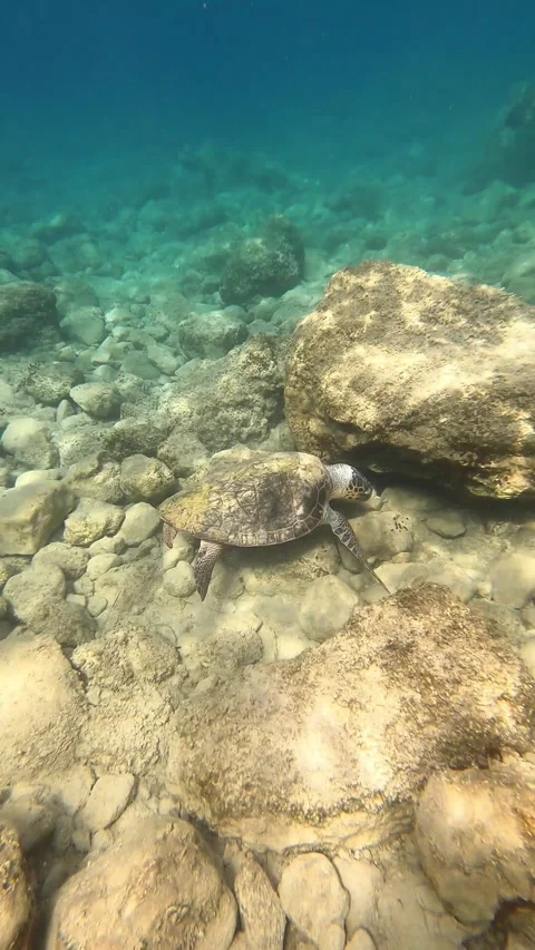 Loggerhead Sea Turtle Foraging Underwater at Koroni Beach Kefalonia Greece Vidéo 345944201