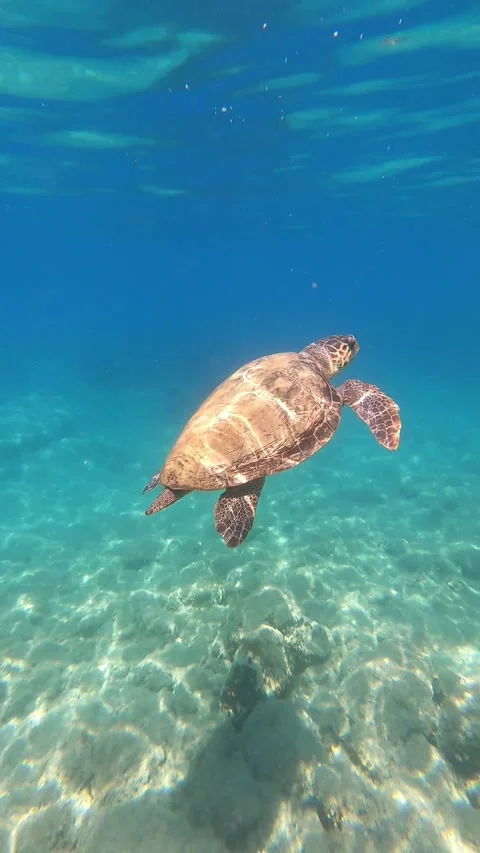 Loggerhead Sea Turtle Gliding in Agia Kiriaki Beach Waters Kefalonia Stock Footage 339282535