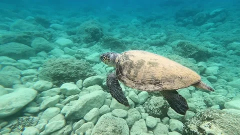 Loggerhead Sea Turtle Gliding at Avythos Beach Kefalonia Greece Stock Footage 338037342