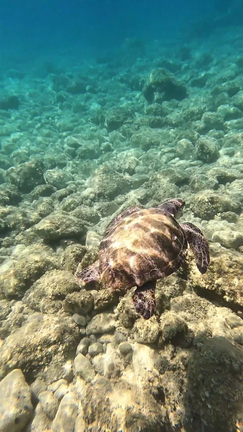 Loggerhead Sea Turtle Gliding in Clear Waters of Kefalonia Greece Stock Footage 337825635