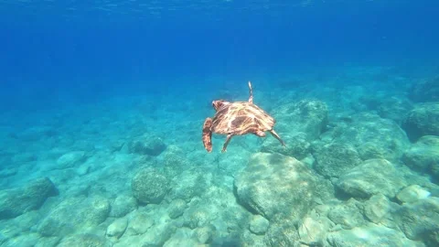 Loggerhead Sea Turtle Gliding in Clear Waters of Platia Ammos Beach Kefalonia Vidéo 347177777