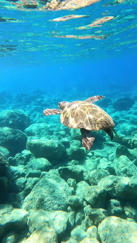Loggerhead Sea Turtle Gliding in Clear Waters of Platia Ammos Beach Kefalonia Vidéo 347206550