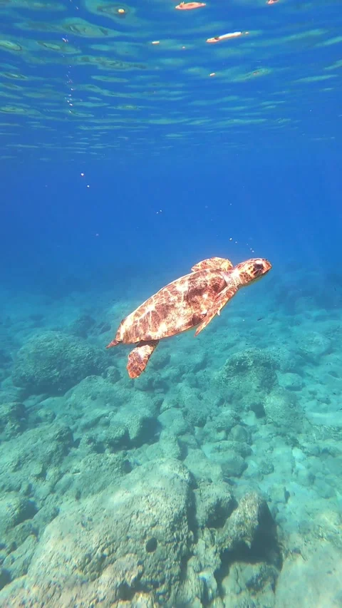 Loggerhead Sea Turtle Gliding in Clear Waters of Platia Ammos Beach Kefalonia Vidéo 347206555