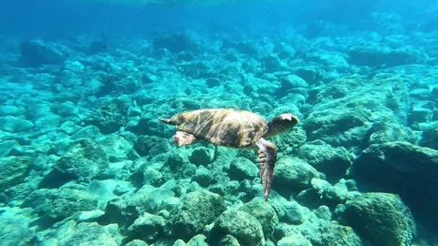 Loggerhead Sea Turtle Gliding in Clear Waters of Platia Ammos Beach Kefalonia Vidéo 347206706