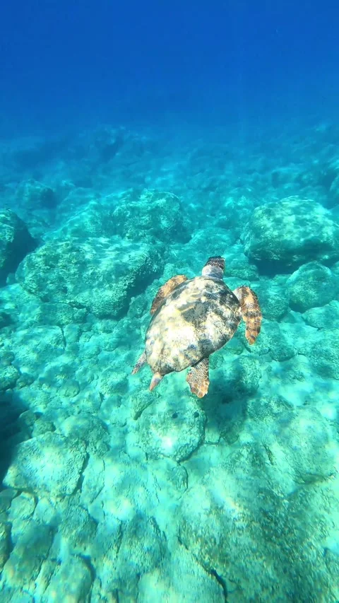 Loggerhead Sea Turtle Gliding in Clear Waters of Platia Ammos Beach Kefalonia Vidéo 347206890