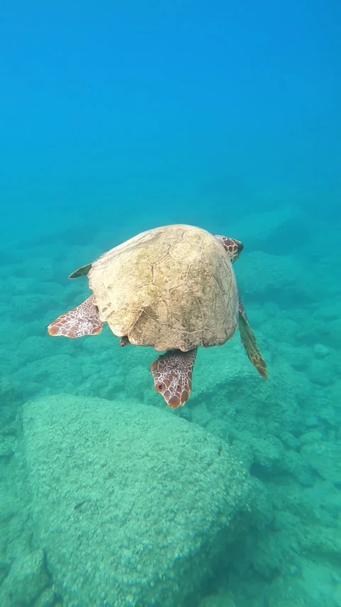 Loggerhead Sea Turtle Gliding in Crystal Clear Waters of Skala Beach Kefalonia Stock Footage 337378013