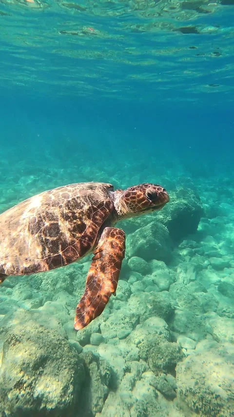 Loggerhead Sea Turtle Gliding Smoothly Through Clear Waters Kefalonia Greece Video stock 331726401