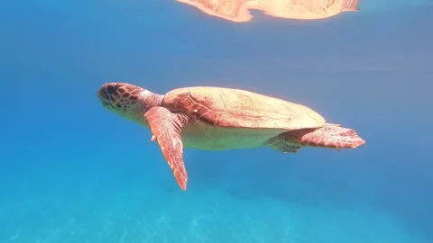 Loggerhead Sea Turtle Gliding Through Clear Waters in Kefalonia Greece Stock Footage 337508007
