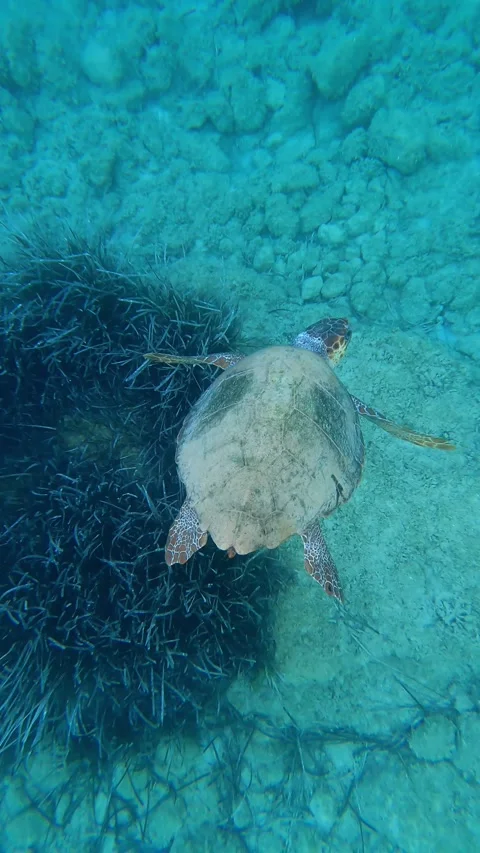 Loggerhead Sea Turtle Gliding Through Clear Waters of Koroni Beach Kefalonia Video stock 342790505