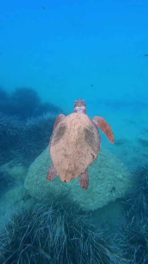 Loggerhead Sea Turtle Gliding Through Clear Waters of Koroni Beach Kefalonia Video stock 342790506