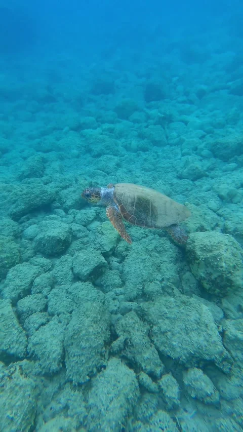 Loggerhead Sea Turtle Gliding Through Clear Waters of Koroni Beach Kefalonia Video stock 342790507