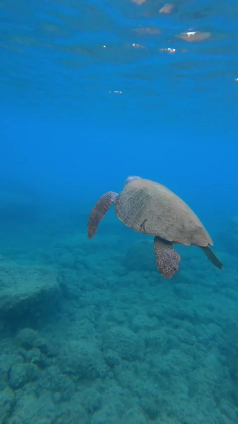 Loggerhead Sea Turtle Gliding Through Clear Waters of Koroni Beach Kefalonia Video stock 342790513