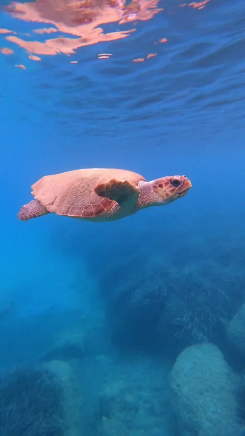 Loggerhead Sea Turtle Gliding Through Clear Waters of Koroni Beach Kefalonia Video stock 342790562