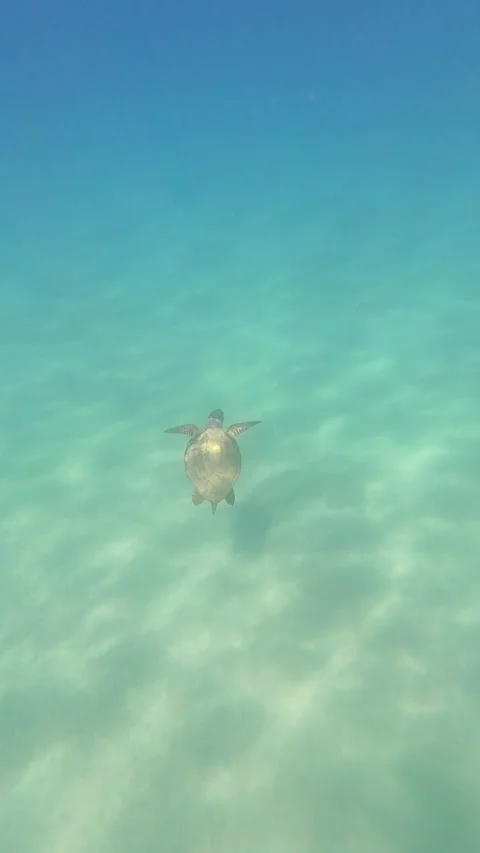 Loggerhead Sea Turtle Gliding in Trapezaki Beach Waters Kefalonia Greece Vidéo 344012673