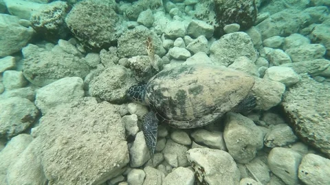 Loggerhead Sea Turtle Grazing Underwater at Myrtos Beach Kefalonia Greece Stock Footage 337970037