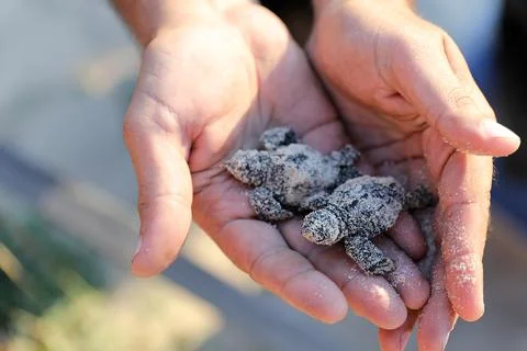 Loggerhead sea turtle hatching from the nest, Rishon Lezion, Israel - 12 Aug 201 Stock Photos