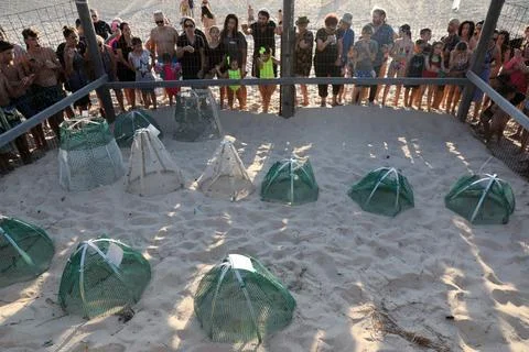 Loggerhead sea turtle hatching from the nest, Rishon Lezion, Israel - 12 Aug 201 Stock Photos