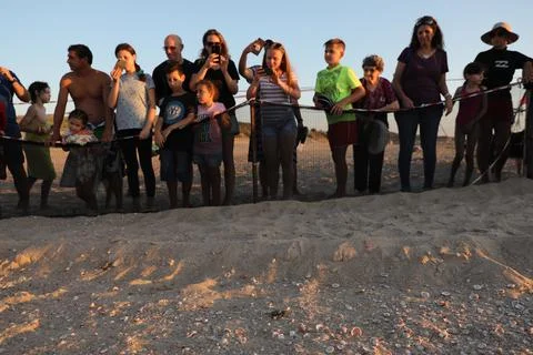 Loggerhead sea turtle hatching from the nest, Rishon Lezion, Israel - 12 Aug 201 Stock Photos