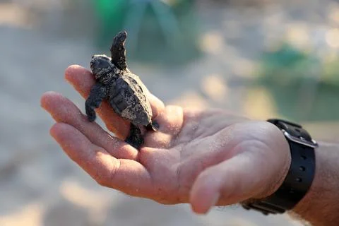 Loggerhead sea turtle hatching from the nest, Rishon Lezion, Israel - 12 Aug 201 Stock Photos